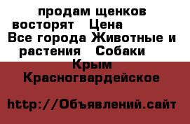 продам щенков восторят › Цена ­ 7 000 - Все города Животные и растения » Собаки   . Крым,Красногвардейское